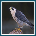 #161 Faucon Pelerin