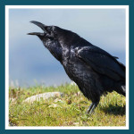 #162 - Grand Corbeau