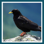 #163 Chocard à bec jaune