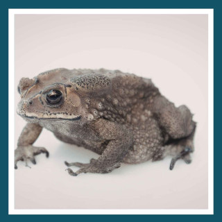 #164 Traversée des crapauds et amphibiens