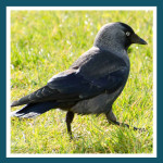 #165 Le choucas des Tours