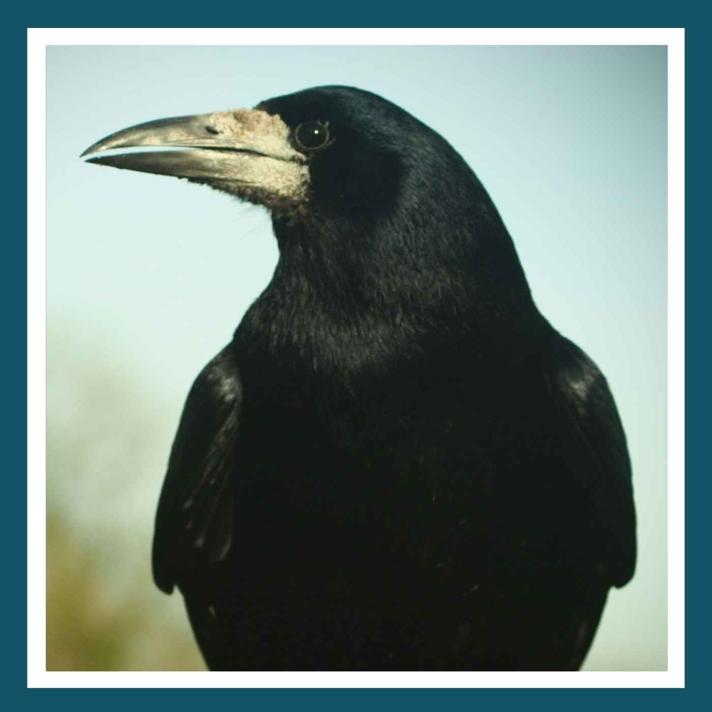 #169 Corbeau freux et corneille noire episode artwork