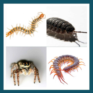 #171 Arthropodes