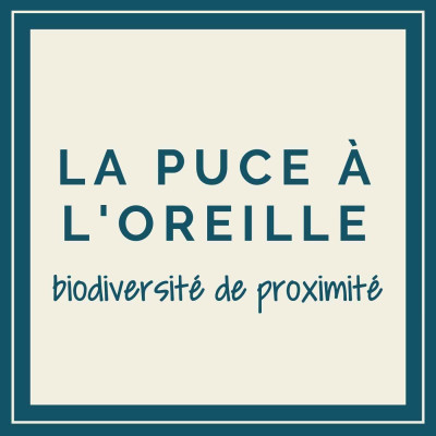 La Puce à l'oreille