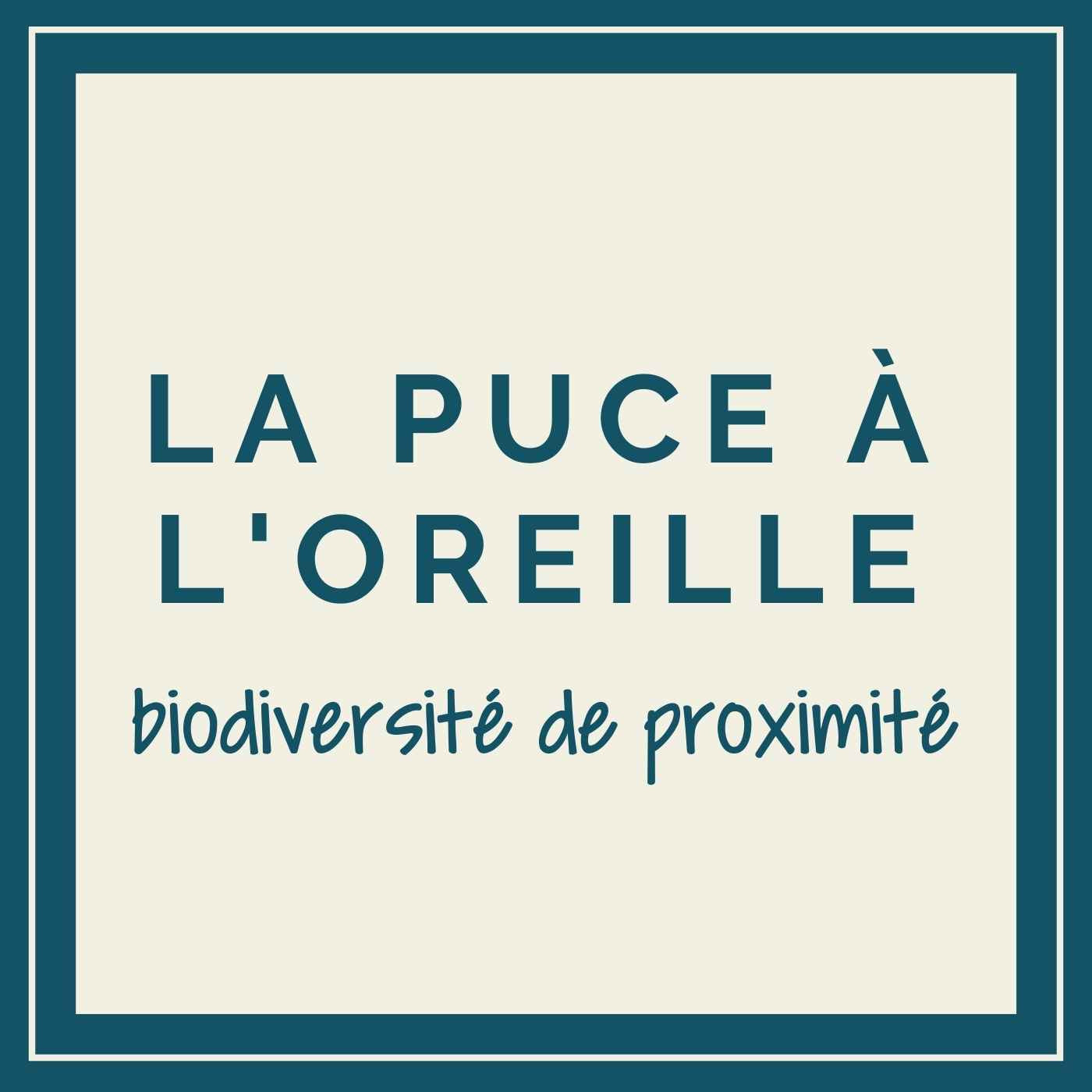 La Puce à l&rsquo;oreille