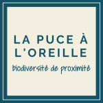 La Puce à l'oreille