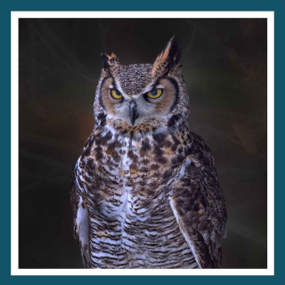 #160 - Géant comme un hibou grand duc