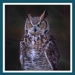 #160 - Géant comme un hibou grand duc