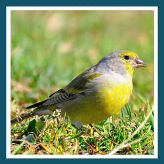 #158 - Le venturon montagnard