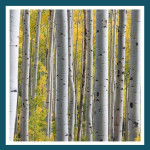 #159 - Malin comme un bouleau